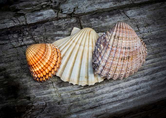 Sea Shells