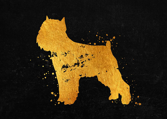 Brussels Griffon