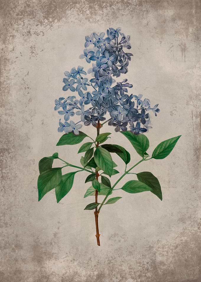 Blue Lilac