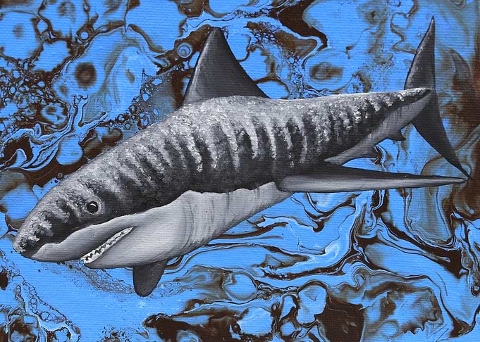 Shark