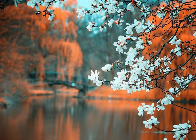 Spring park, trees, flower