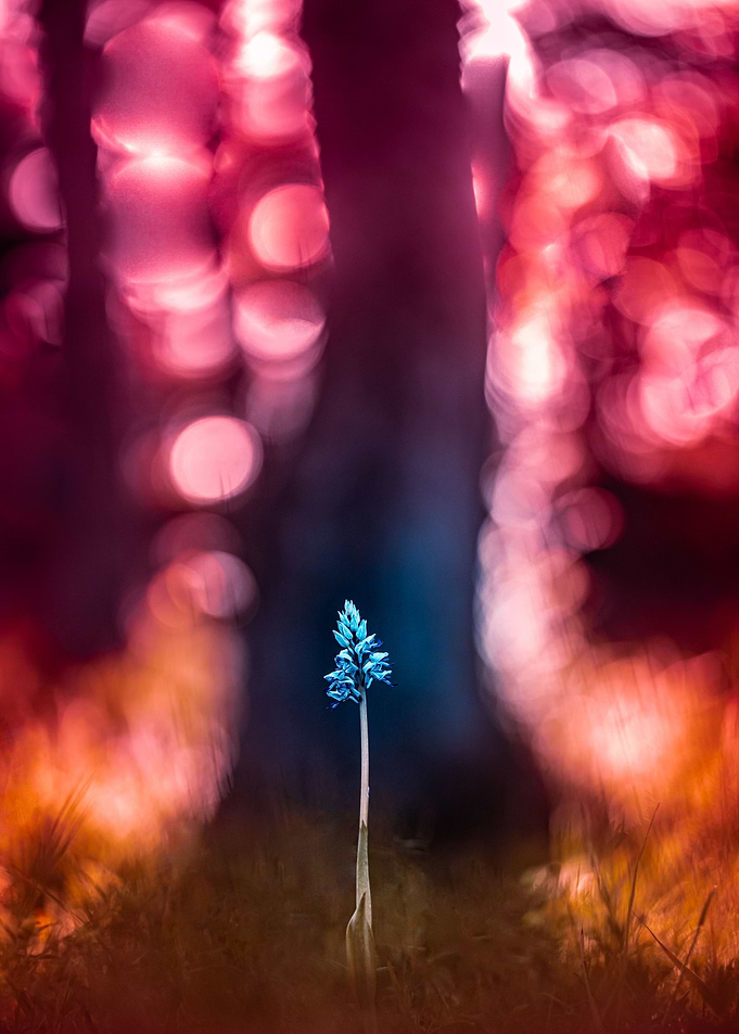 Cinderella Orchid