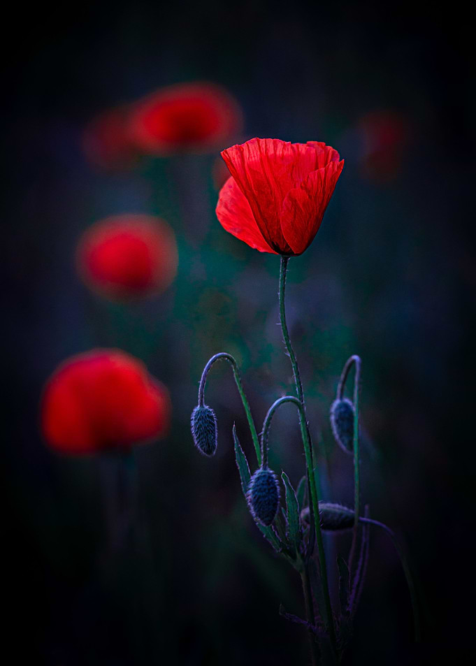 Red family