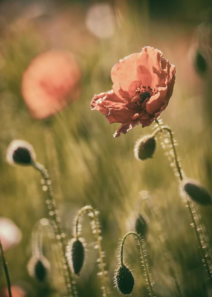 Red field poppies in glade