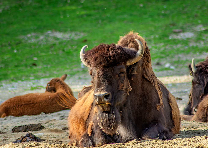 The Bison
