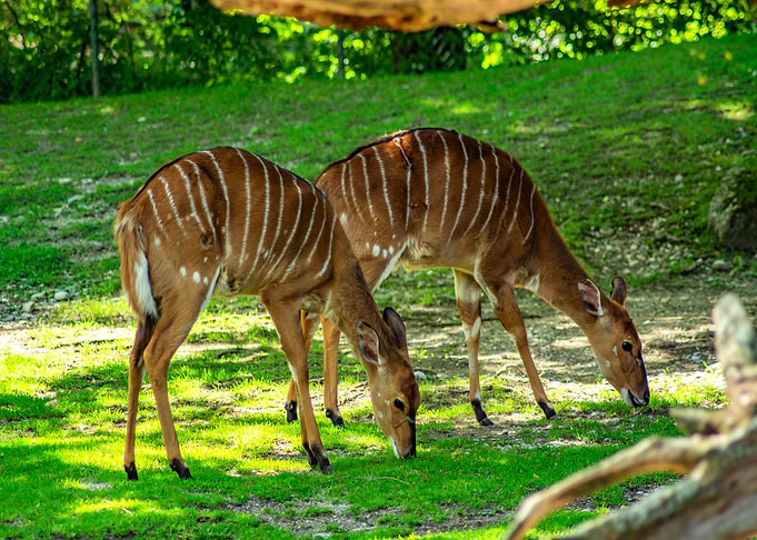 Tragelaphus angasii