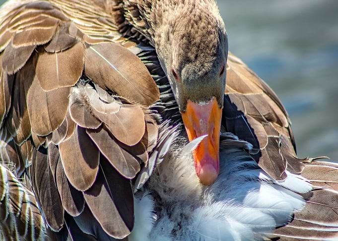 Cleaning Wild goose