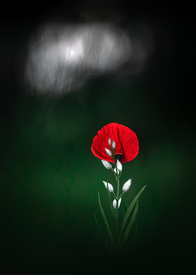 Lost petals