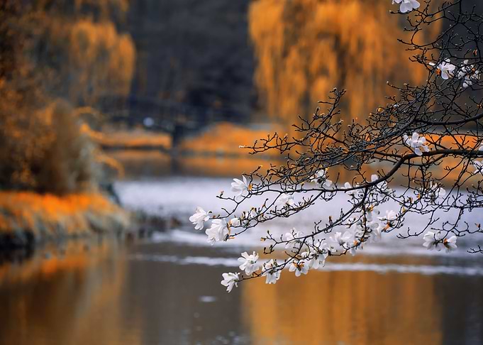 Spring park, trees, flower
