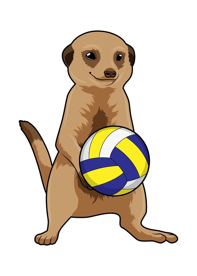 Meerkat Volleyball Sports