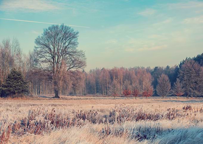 Winter field, tree, meadow