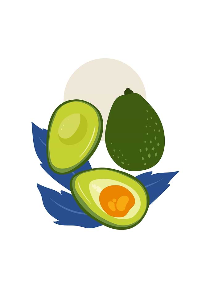 Avocado botanical fruit