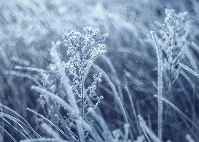 Frosted winter meadow