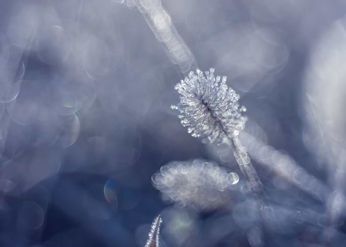 Winter meadow, macro