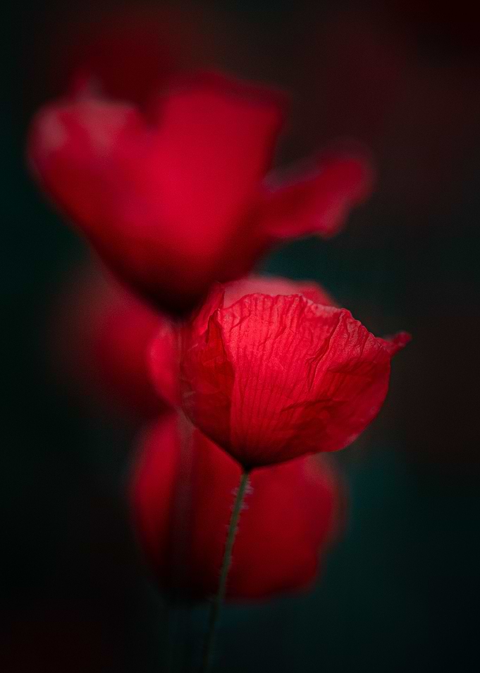 Poppy dream