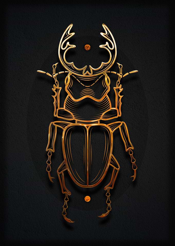 Insect Beetle animals