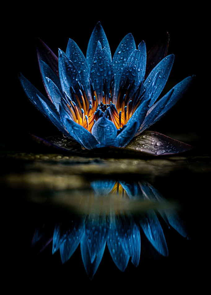 Blue Queen
