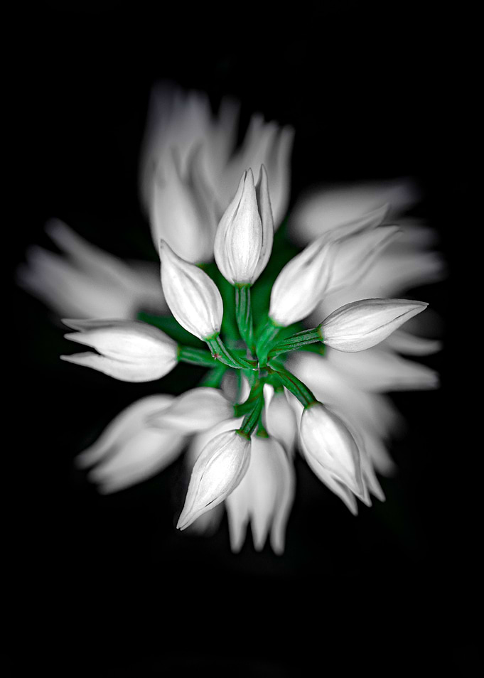 White star