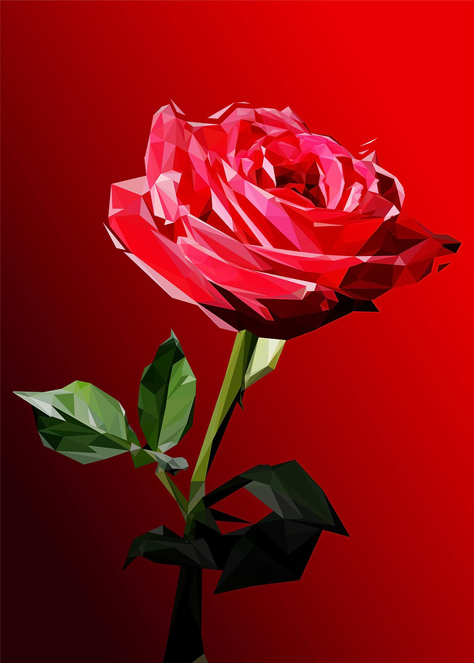 red rose