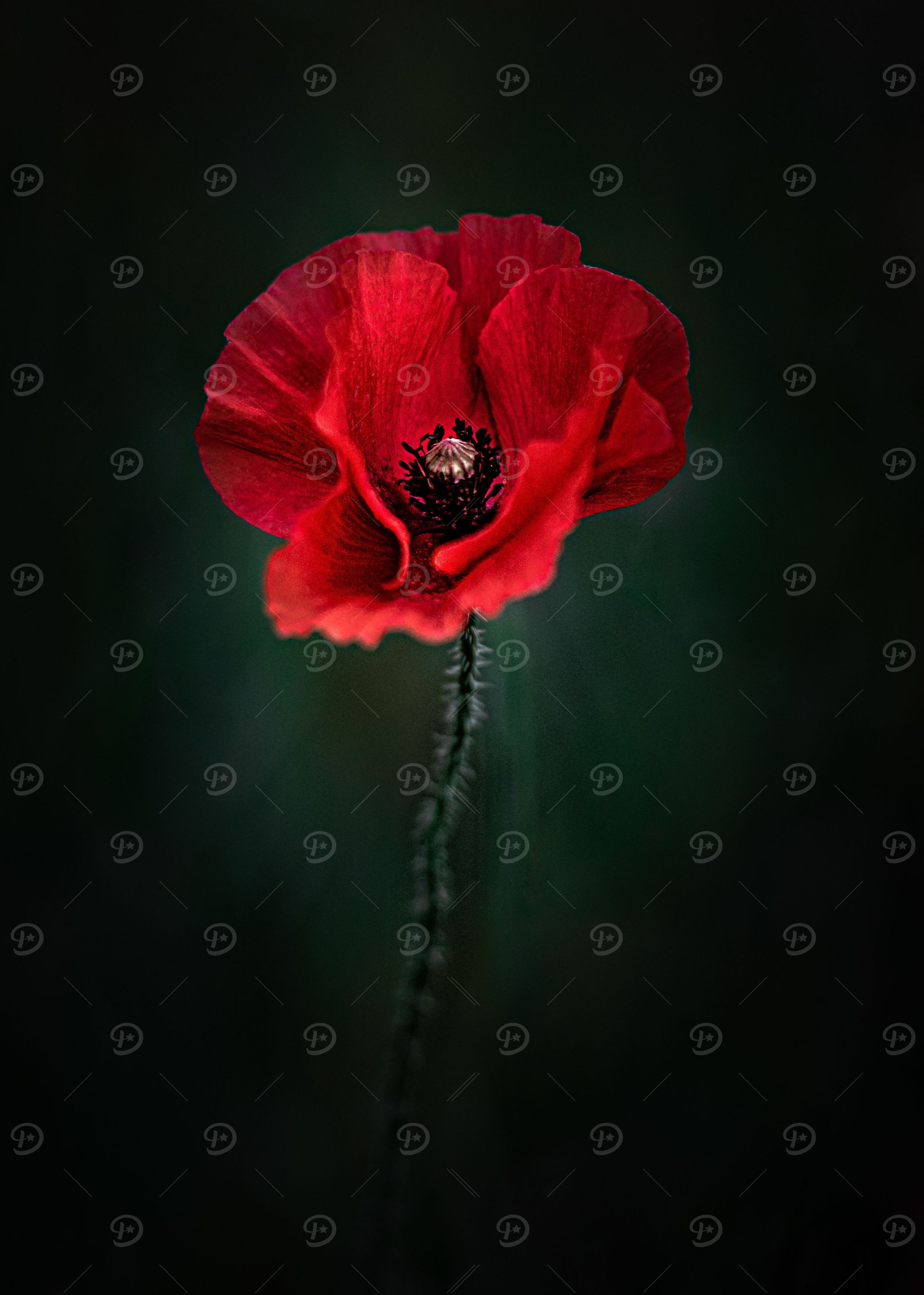 Red portrait