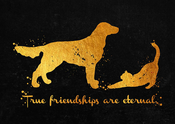 Cat and Dog Friend
