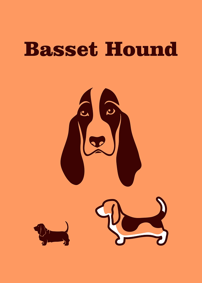 Basset Hound