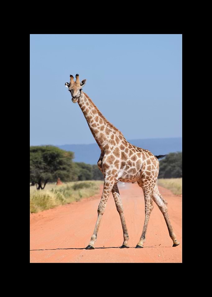 Giraffe