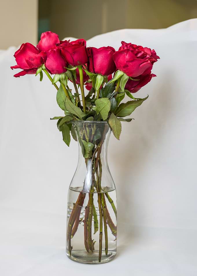 Roses Flowers in Vase