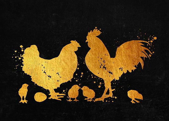 Chicken Family