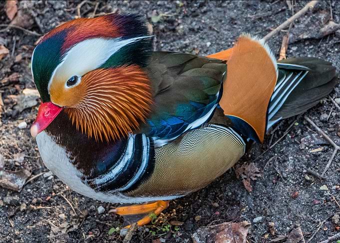 The Duck