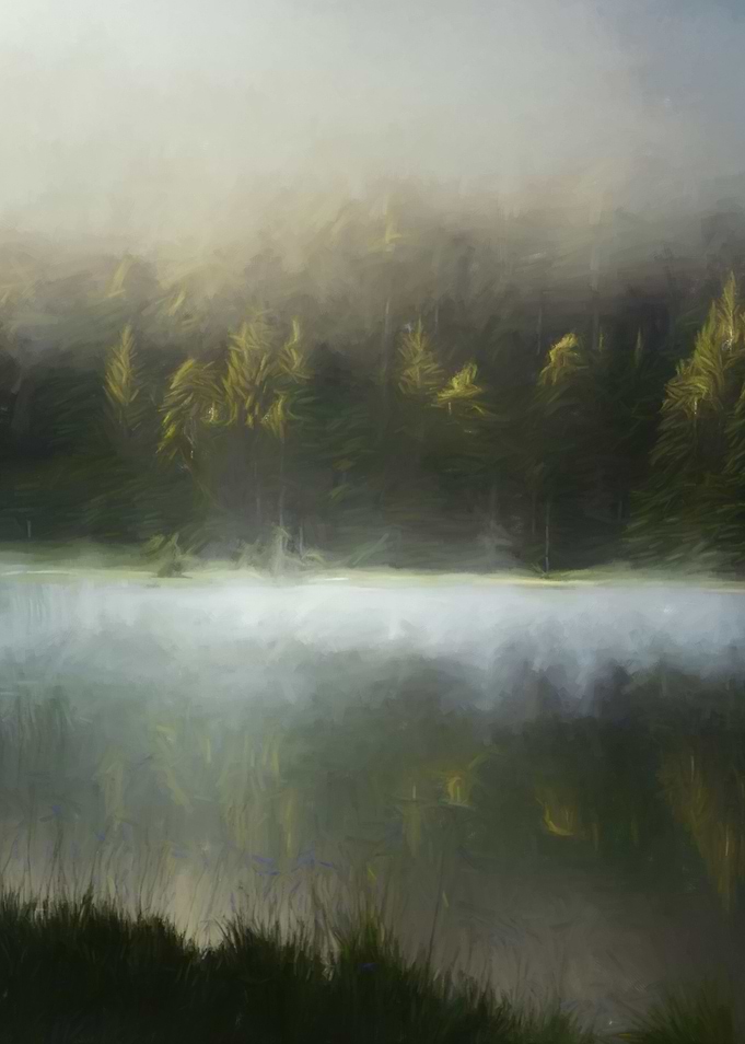 Foggy Forest