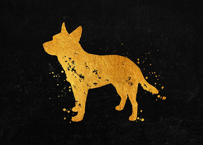 Cattle Dog