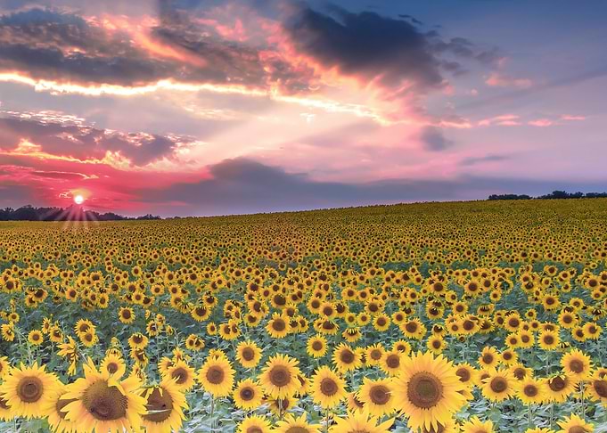 Field with Sunflowers