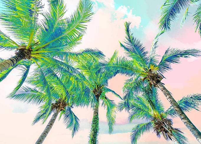 Dreamy Palms
