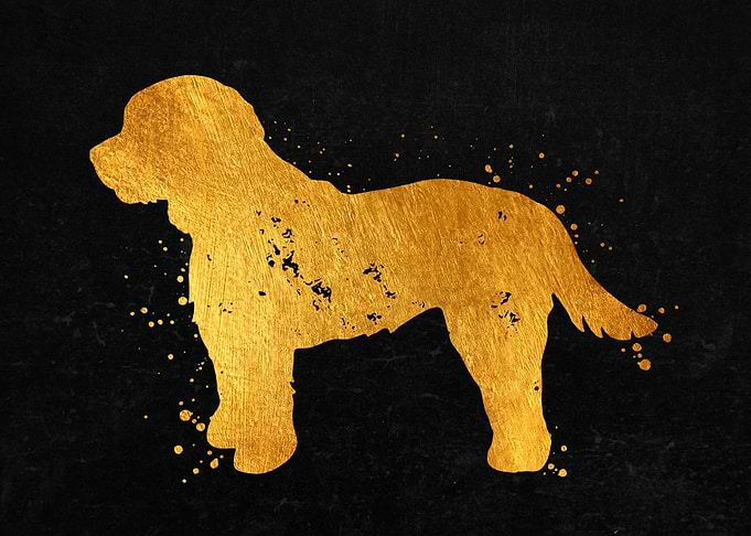 Cavapoo Dog