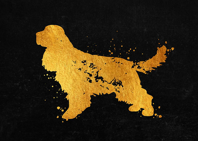 Cocker Spaniel Dog