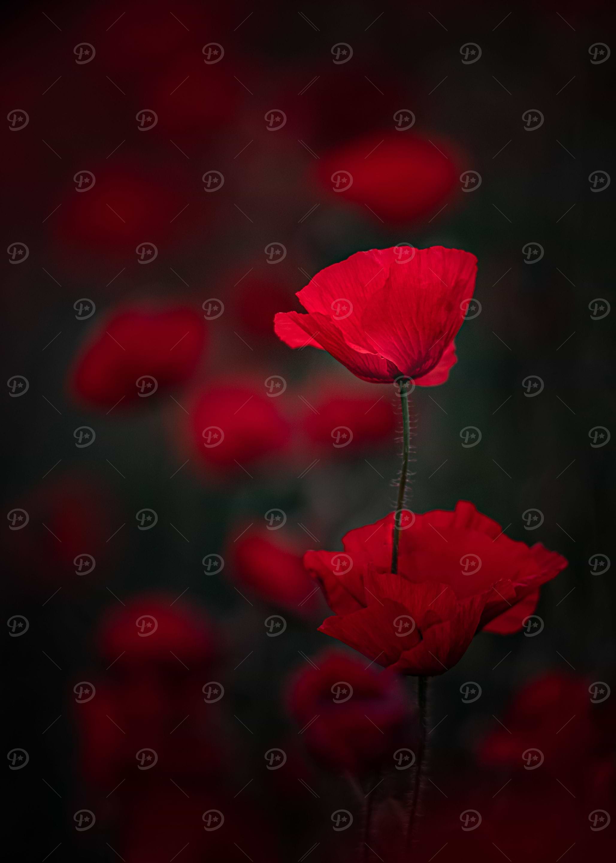 Red beauty