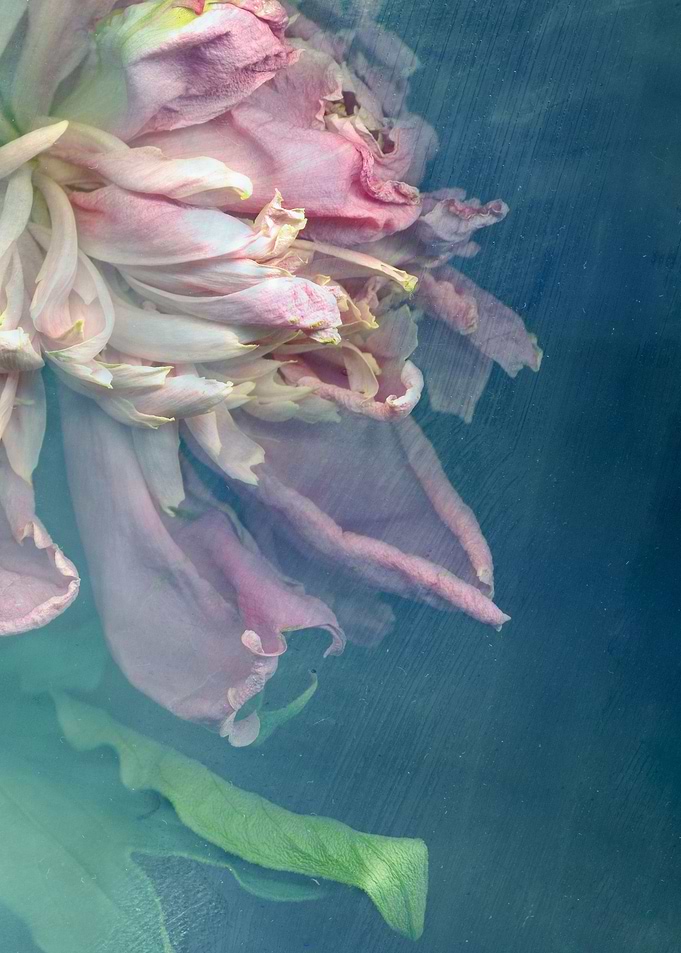 Peony in ice