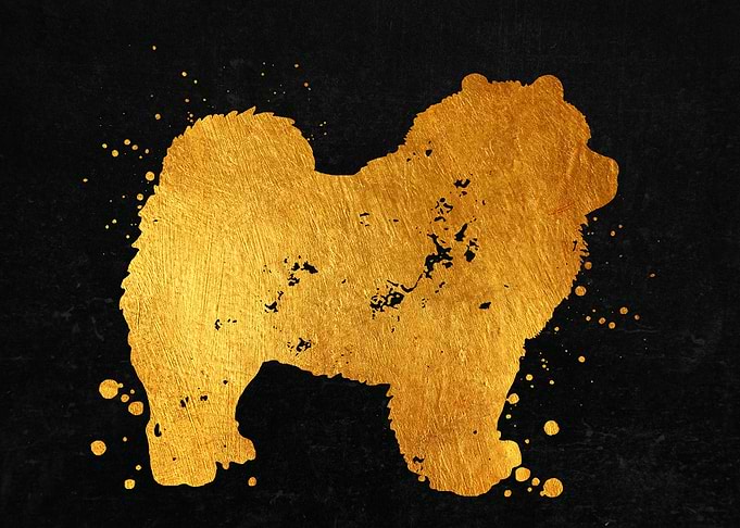 Chow Chow Dog