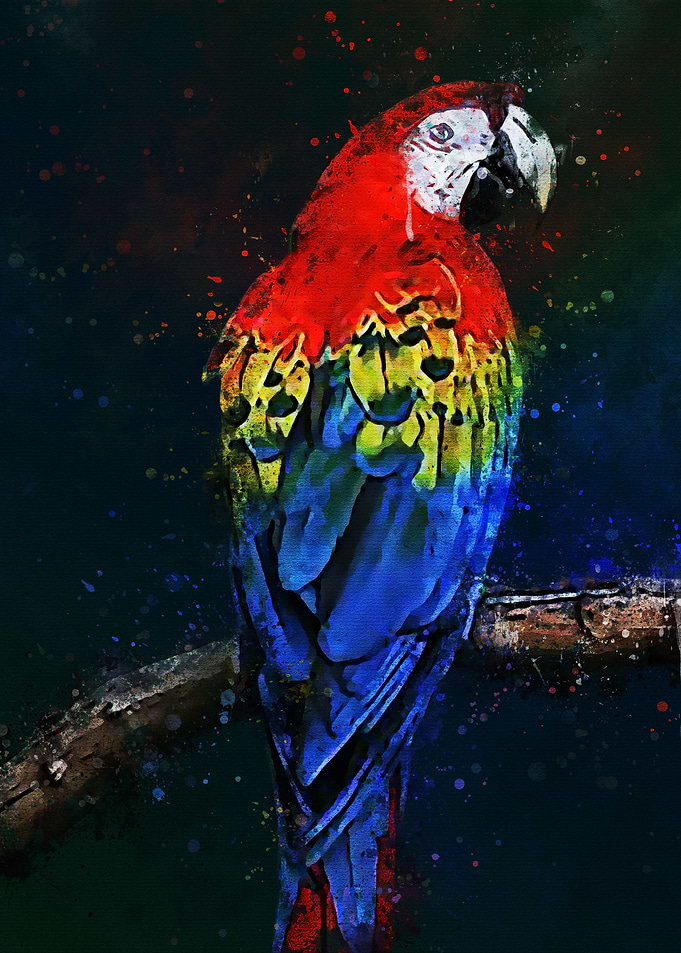 red parrots