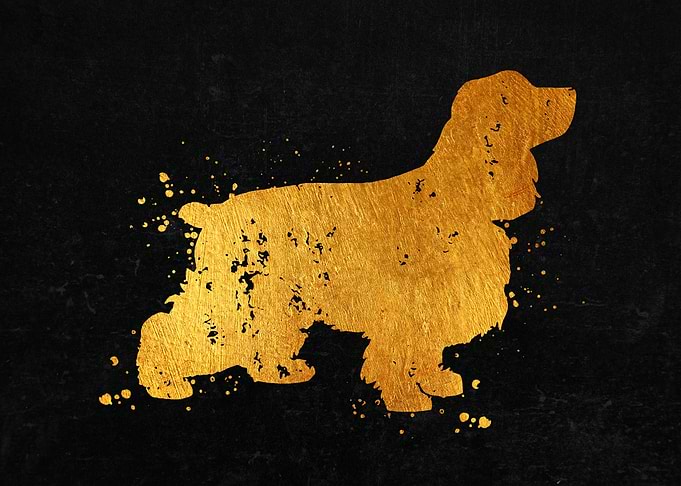 Cocker Spaniel Dog