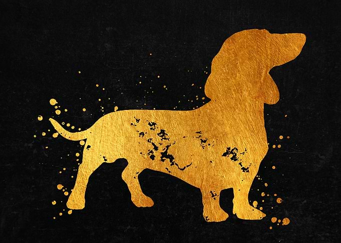 Dachshund Dog