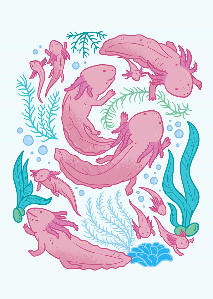 Axolotl animals swimming