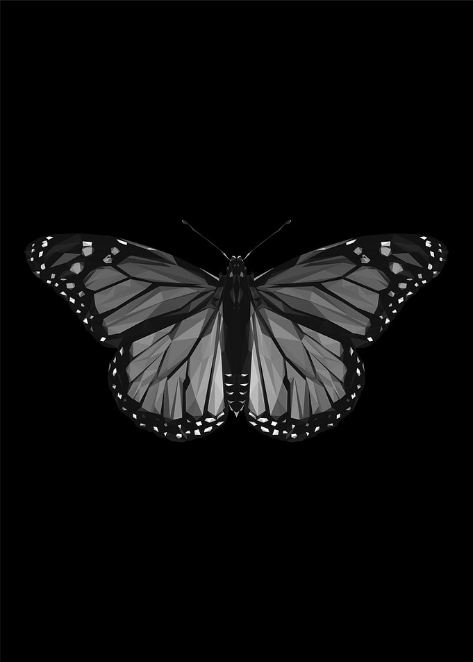 butterfly