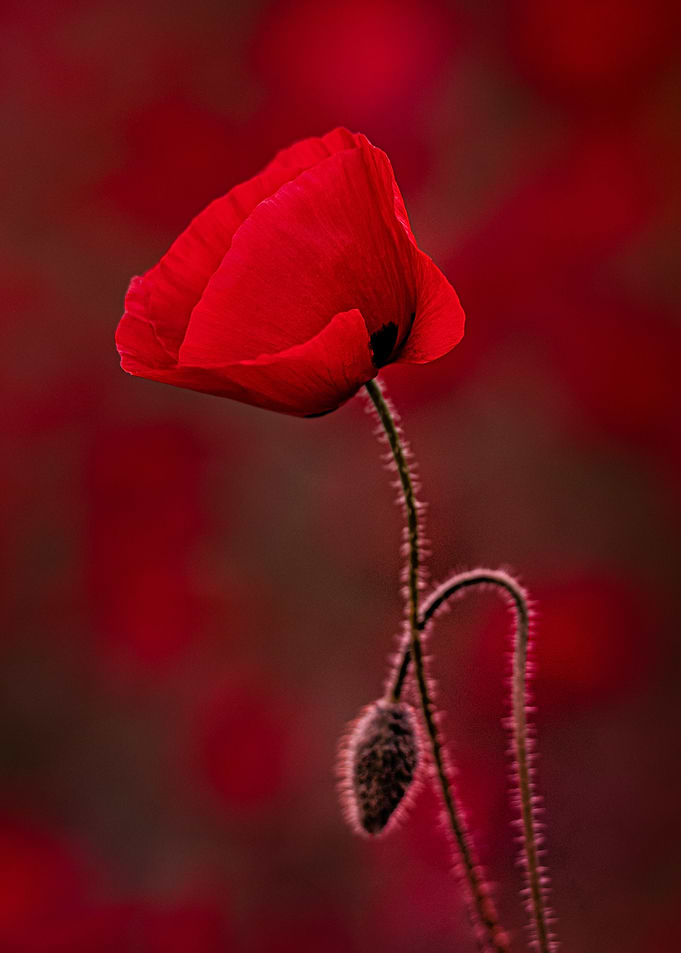 Poppy meadow