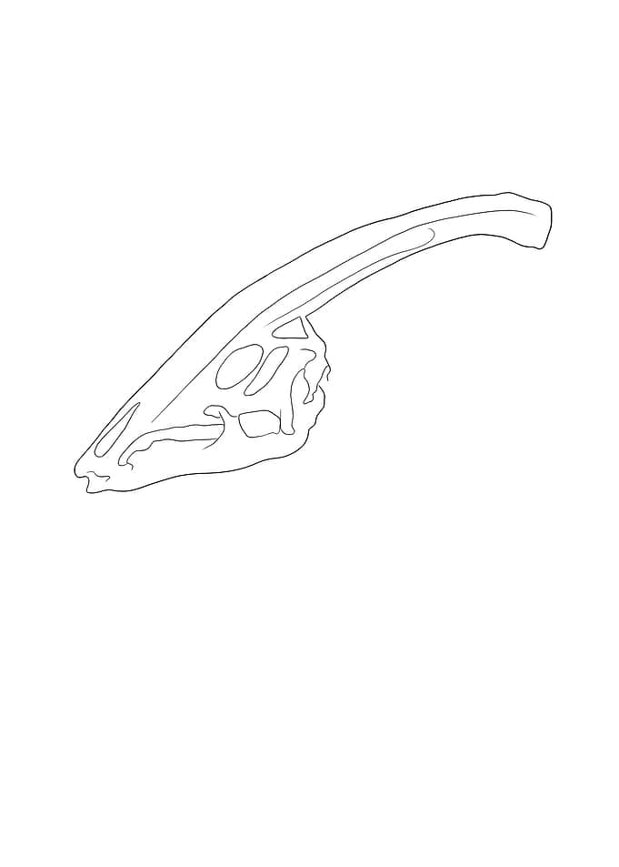 Dinosaurier Fossil Skelett