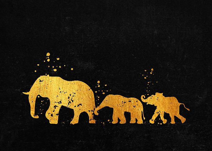 Elephant Family