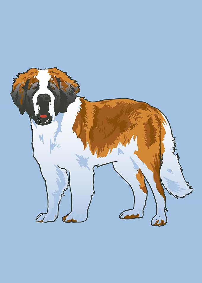 Saint bernard dog
