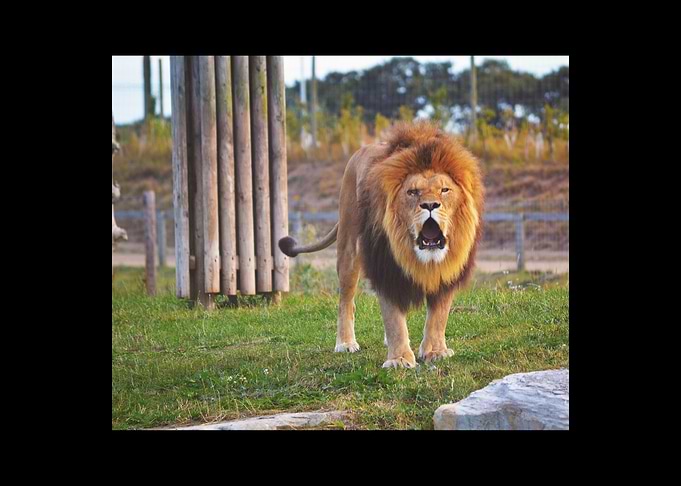 Lion