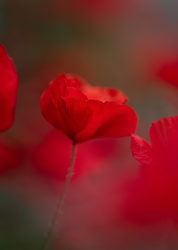 Soft poppy